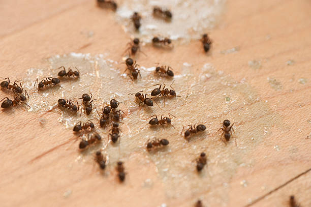 Best Mosquito Control Services  in Mays Chapel, MD