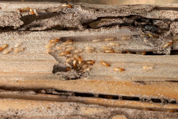 Professional Pest Control in Mays Chapel, MD